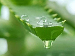 Revitalize Your Skin with Aloe Vera: Delicious and Healing Recipes